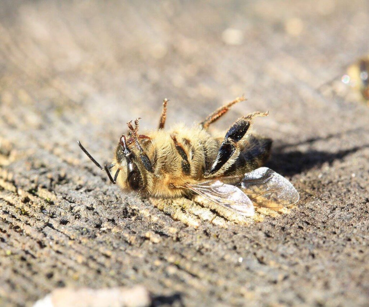 ziarenie z mobilnych telefonov a hmyz